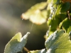Herbst-Blatt